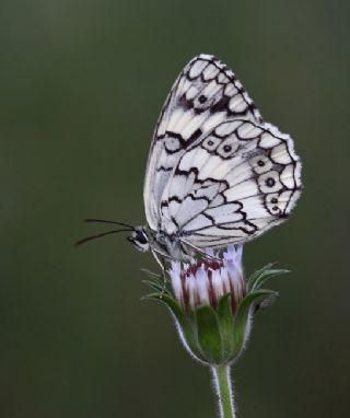 Anadolu Melikesi&nbsp;(Melanargia&nbsp;larissa)