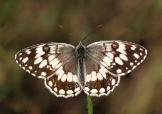 Anadolu Melikesi (Melanargia larissa)