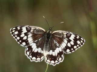 Anadolu Melikesi&nbsp;(Melanargia&nbsp;larissa)