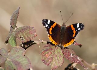 Atalanta (Vanessa atalanta)