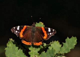 Atalanta (Vanessa atalanta)
