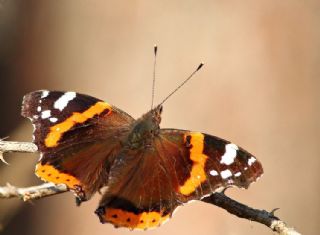 Atalanta (Vanessa atalanta)