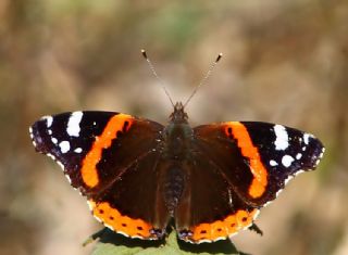 Atalanta (Vanessa atalanta)
