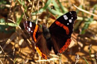 Atalanta (Vanessa atalanta)