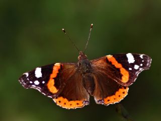 Atalanta&nbsp;(Vanessa&nbsp;atalanta)