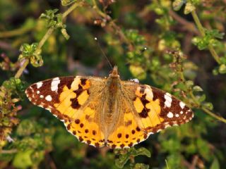 Diken Kelebei (Vanessa cardui)