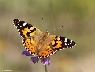 Diken Kelebei (Vanessa cardui)