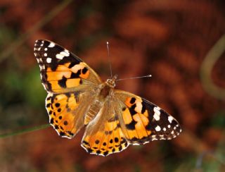 Diken Kelebei (Vanessa cardui)