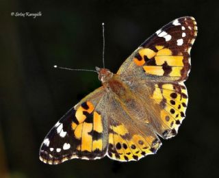 Diken Kelebei (Vanessa cardui)