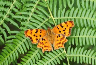 Yrtk Prtk (Polygonia c-album)