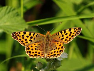 spanyol Kraliesi (Issoria lathonia)