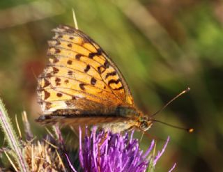 Byk nci (Fabriciana adippe)