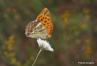 Cengaver (Argynnis paphia)