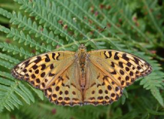 Cengaver (Argynnis paphia)