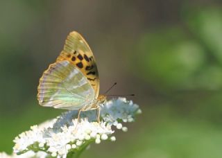Cengaver (Argynnis paphia)