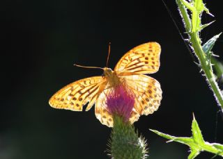 Cengaver (Argynnis paphia)