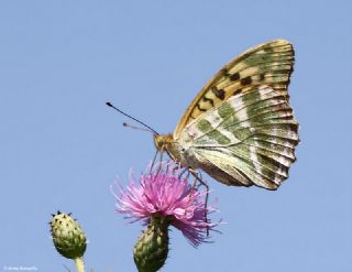 Cengaver (Argynnis paphia)