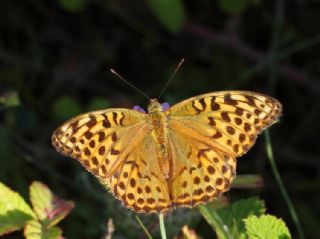 Cengaver (Argynnis paphia)