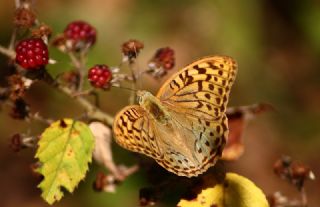 Bahadr (Argynnis pandora)