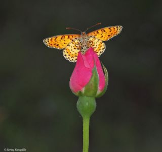 Benekli parhan (Melitaea didyma)