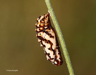 Benekli parhan (Melitaea didyma)