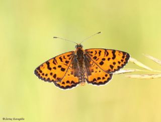 Benekli parhan (Melitaea didyma)