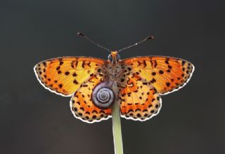 Benekli parhan (Melitaea didyma)