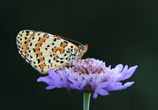 Benekli parhan (Melitaea didyma)