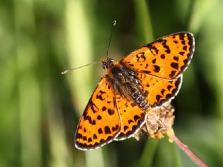 Benekli parhan (Melitaea didyma)