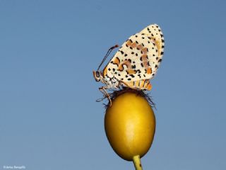 Benekli parhan (Melitaea didyma)
