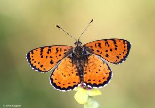 Benekli parhan (Melitaea didyma)