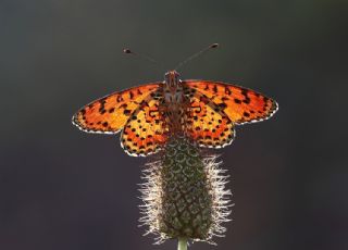 Benekli parhan (Melitaea didyma)