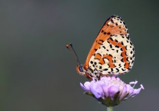Benekli parhan (Melitaea didyma)