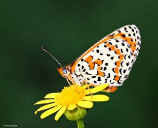 Benekli parhan (Melitaea didyma)