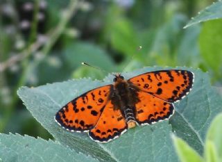 Benekli parhan (Melitaea didyma)