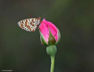 Benekli parhan (Melitaea didyma)