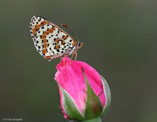 Benekli parhan (Melitaea didyma)