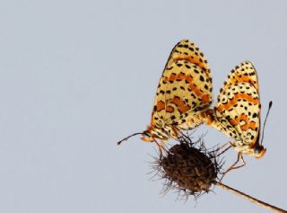 Benekli parhan (Melitaea didyma)