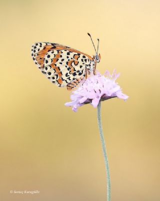 Benekli parhan (Melitaea didyma)