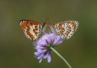 Benekli parhan (Melitaea didyma)