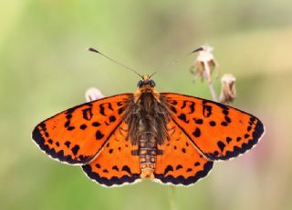 Benekli parhan (Melitaea didyma)