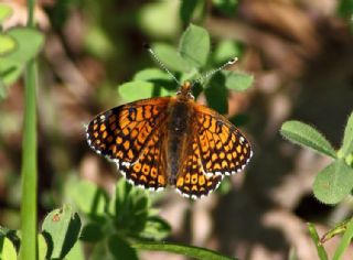 parhan (Melitaea cinxia)