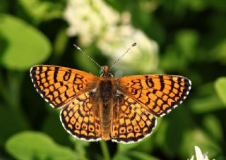 parhan (Melitaea cinxia)