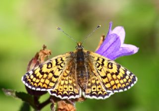 parhan (Melitaea cinxia)