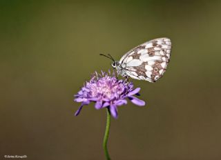 Orman Melikesi (Melanargia galathea)