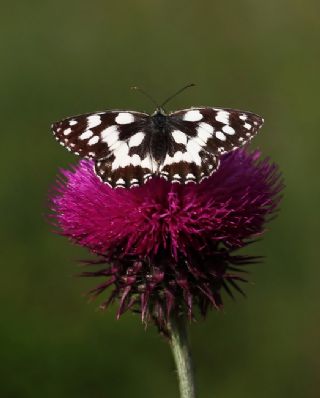 Orman Melikesi (Melanargia galathea)