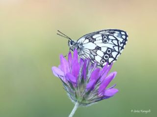 Orman Melikesi (Melanargia galathea)