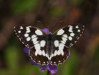 Orman Melikesi (Melanargia galathea)