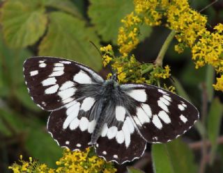 Orman Melikesi (Melanargia galathea)