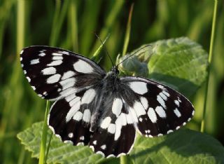 Orman Melikesi (Melanargia galathea)